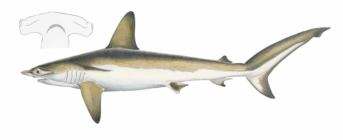 Smooth hammerhead shark - AIMM