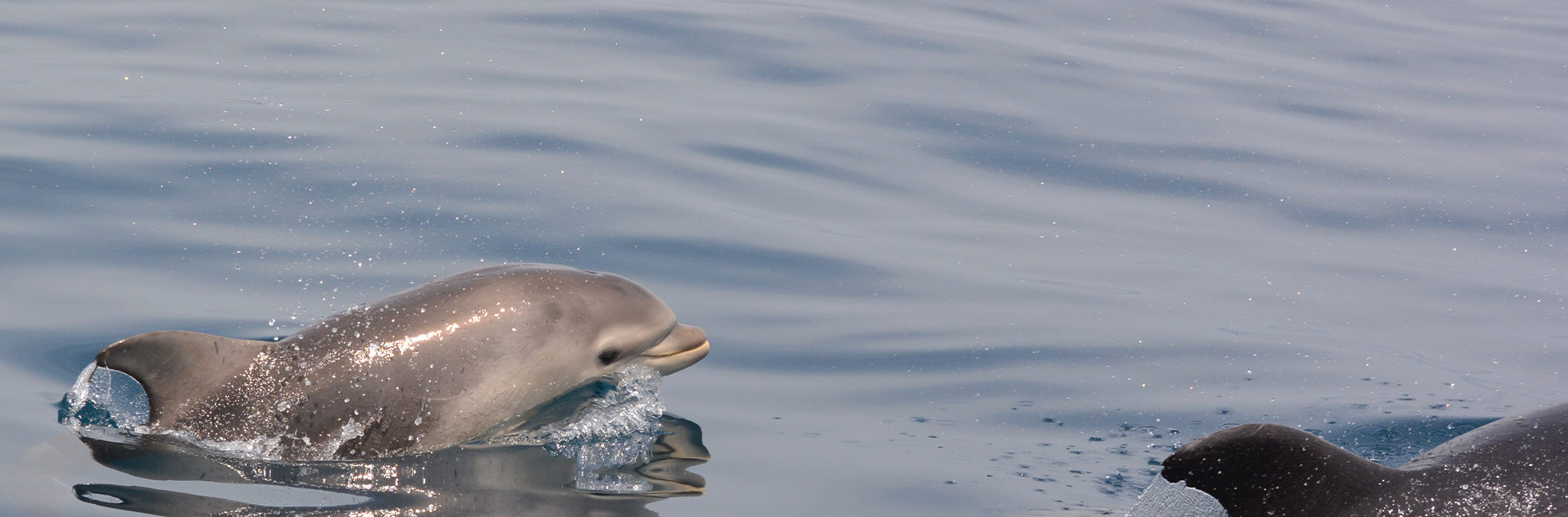 AIMM – Marine Environment Research Association