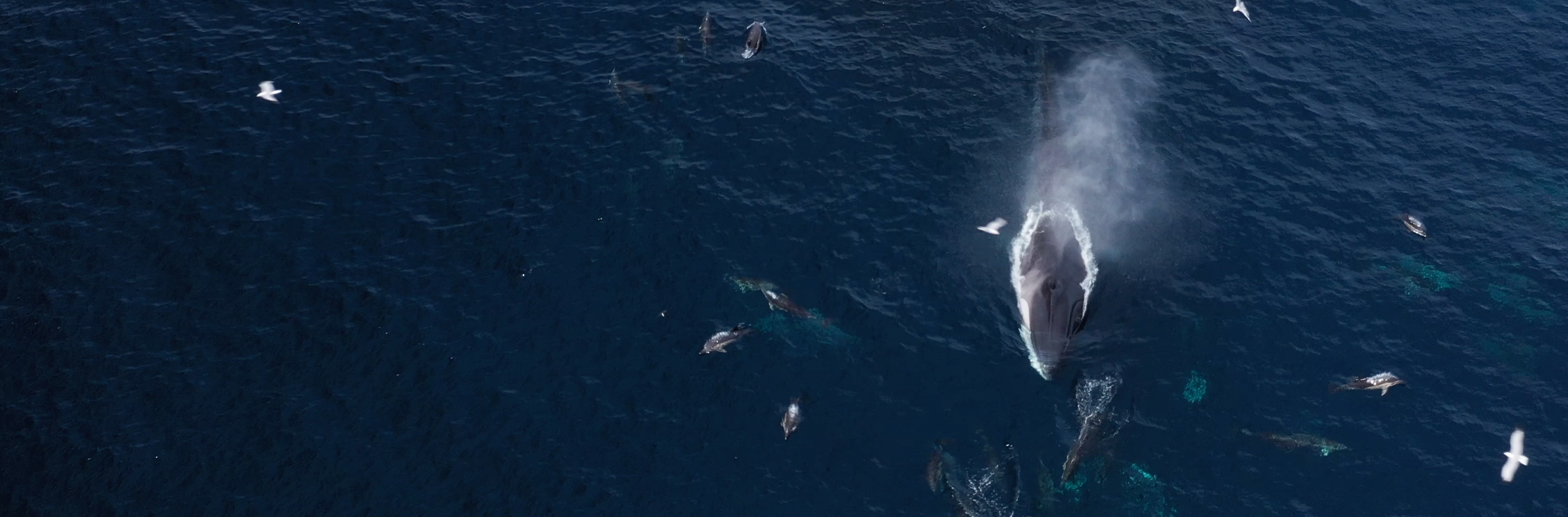 AIMM – Marine Environment Research Association